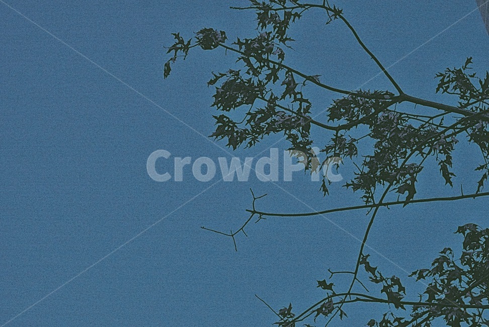 나무,하늘,나뭇가지,저녁하늘,잔잔한,leaf,잎,plant,식물