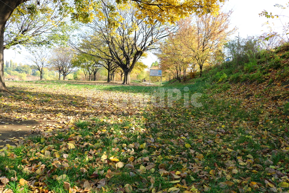 공원,선유도공원,한강공원,자연,풍경,나무,가을,단풍,낙엽,산책길,가을,계절,fall,autumn,season,자연,풍경,nature,landscape,식물,plants,나무,trees,wood,ground,바닥,tree,plant