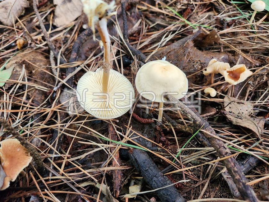 Wheat Flower Baby Mushroom,summer mushrooms,pretty mushrooms,Flower baby mushroom genus,mushroom