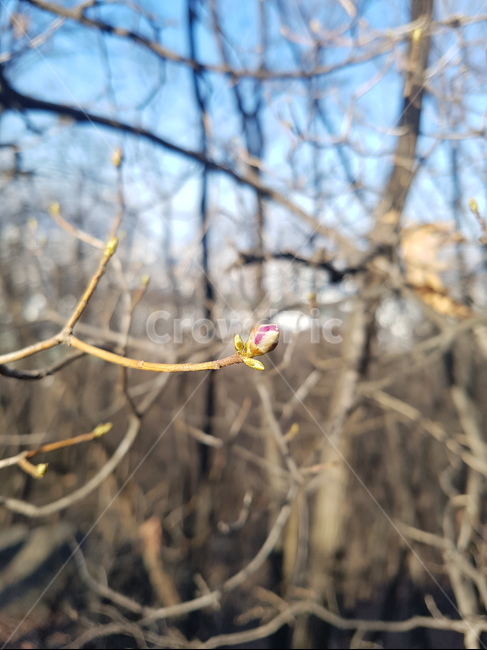 등산,산,꽃봉오리,봄,겨울,봄,계절,spring,season,flying,나는,animal,동물,bird,새