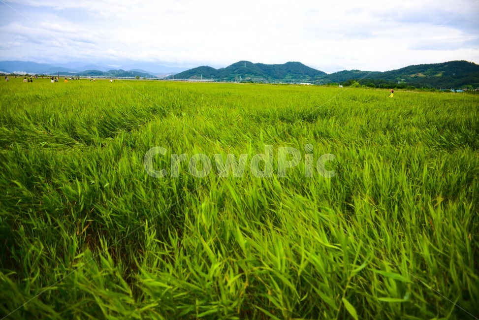 바람,풍경,풀,landscape,들판,field,wind,자연,풍경,nature,landscape,들,outdoors,옥외,grassland,목초지