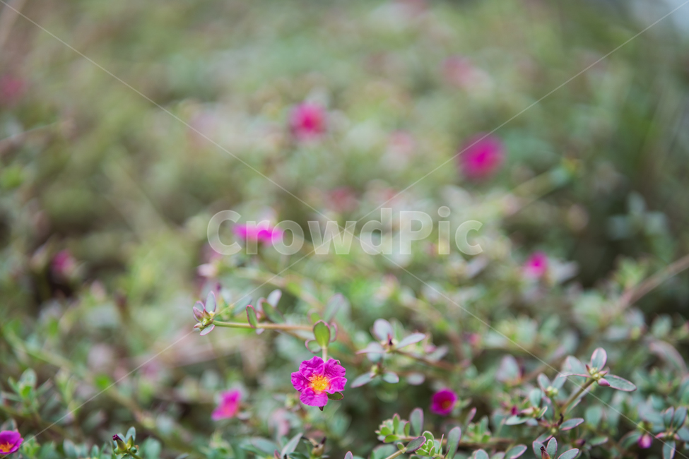 꽃,식물,flowers,botanical,plant,식물,자연,plants,nature,꽃,flower