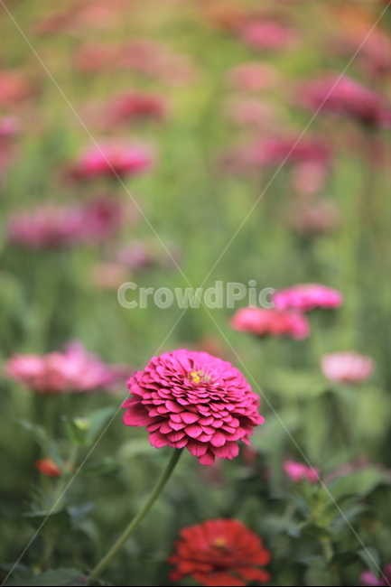 꽃,flower,정원,공원,국화,붉은국화,red,nature,garden,park,식물,자연,plants,nature,꽃,flower