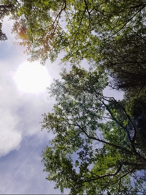 하늘,구름,나무,초록,잎,mountain,sky,clouds,green,등산,한라산,배경,햇살,sunshine