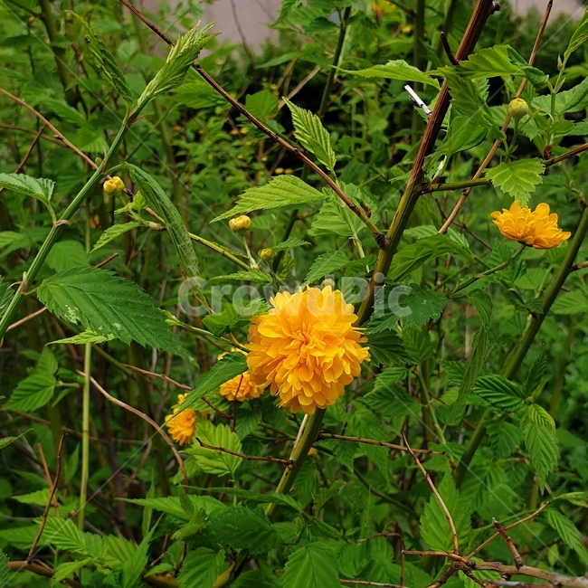 노란색꽃,꽃한송이,식물,flower,leaf,잎,plant,planter