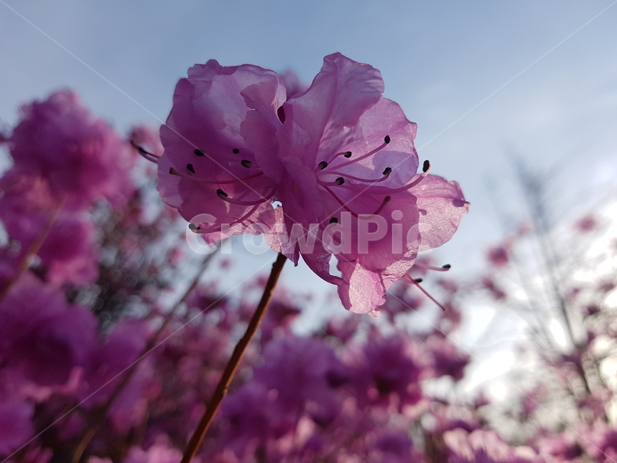 자연,봄,진달래,꽃,배경,핑크,하늘,봄,계절,spring,season,식물,자연,plants,nature,꽃,flower,plant,blossom,geranium,제라늄,cherry blossom,벚꽃