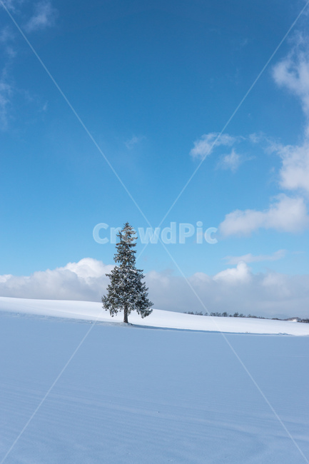 비에이,나무,눈,크리스마스트리,삿포로,겨울,겨울,계절,winter,season,자연,풍경,nature,landscape,해외,외국,세계,foreign,oversea,world,세계자연풍경,해외자연풍경,외국자연풍경,world nature landscape,tree,plant,식물,abies,아비,fir,전나무