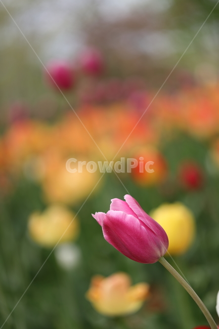 꽃,튤립,꽃밭,봄,계절,자연,색깔,tulips,flower,nature,season,spring,park,field,colors,colorful
