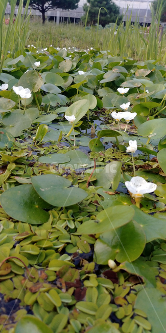 연꽃,물,잎,보라색꽃,가시연,7월,8월,아름다움,plant,식물,flower,blossom,water,nature,자연