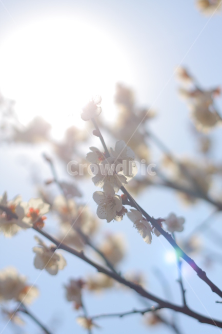 매화,봄,아름다움,화사한,배경,꽃,봄,계절,spring,season,plant,식물
