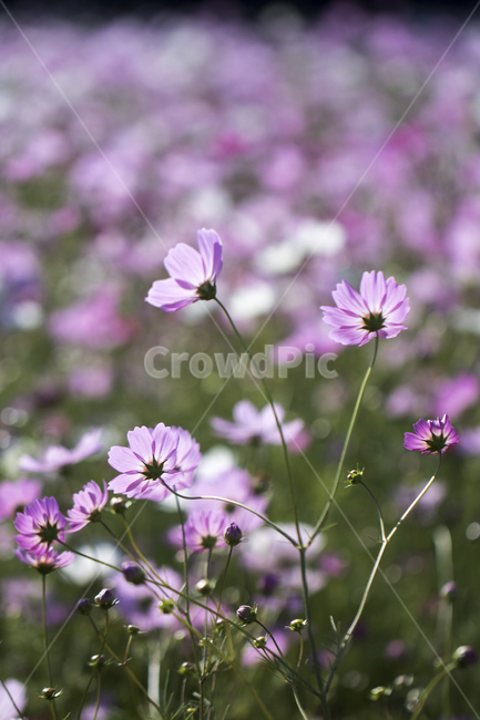 코스모스,꽃밭,꽃,식물,자연,가을,식물,자연,plants,nature,꽃,flower