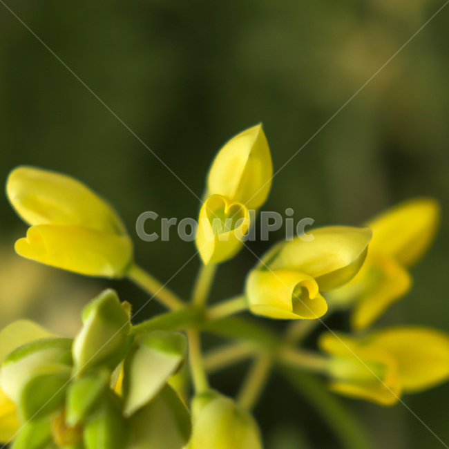 꽃,코로닐라,coronilla,하트꽃,flower,heartshapeflower,coronillaminima,꽃잎,야생식물,야생화,wildflower,wildplant,꽃말,symbolism,petal,호주꽃,호주식물