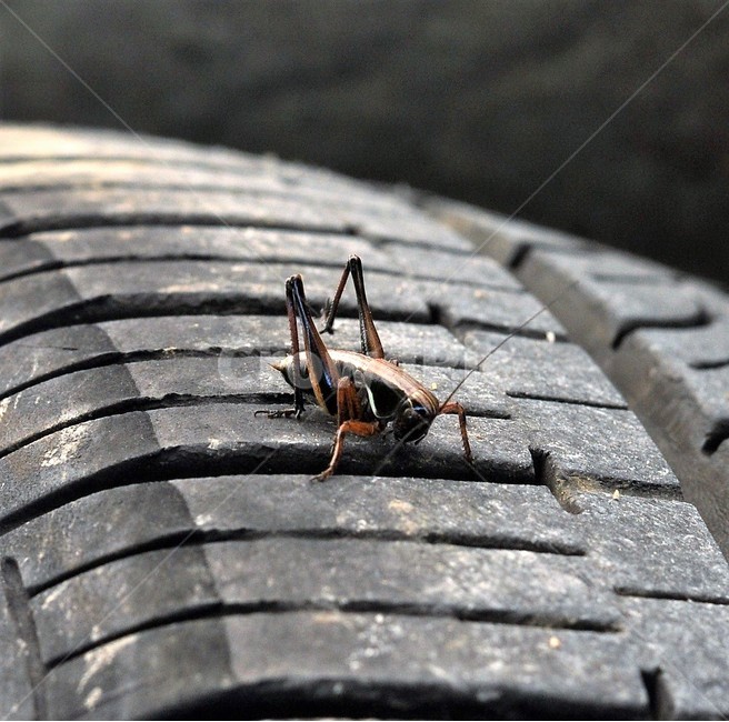 귀뚜라미,곤충,자연,타이어,벌레,동물,animal,곤충,벌레,insect,bug