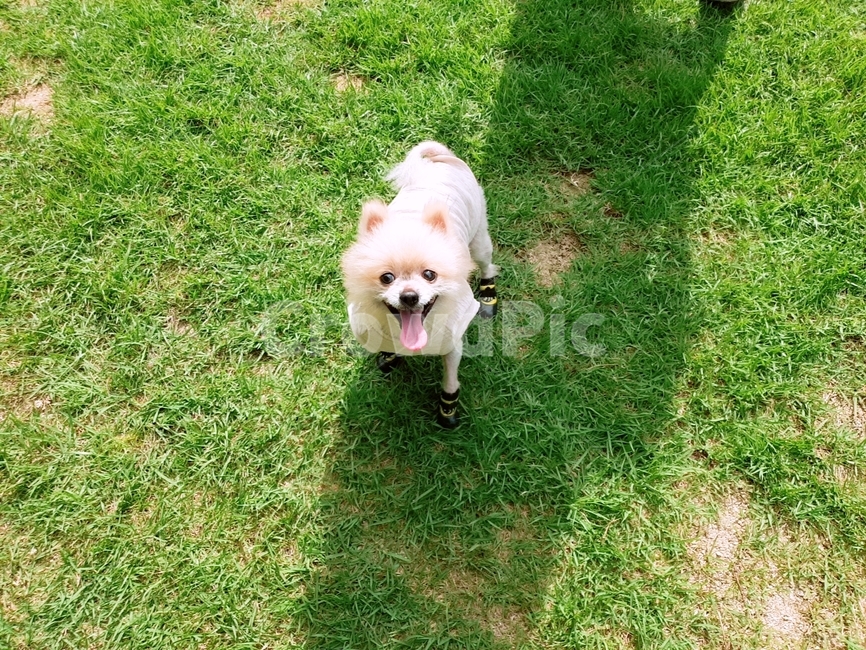 강아지,포메라니안,크림포메라니안,반려견,산책,스마일,행복