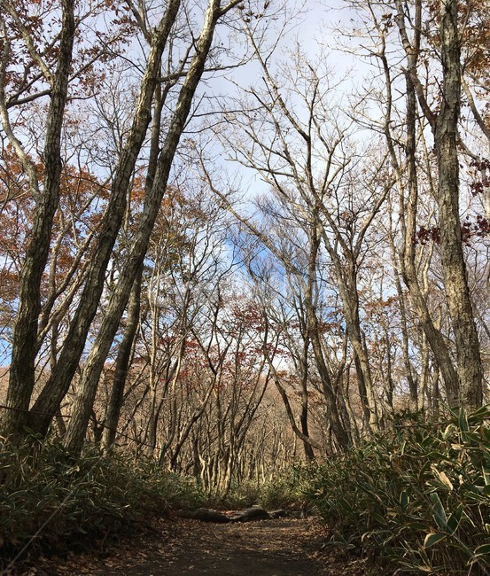 제주,한라산,가을,나무,숲길