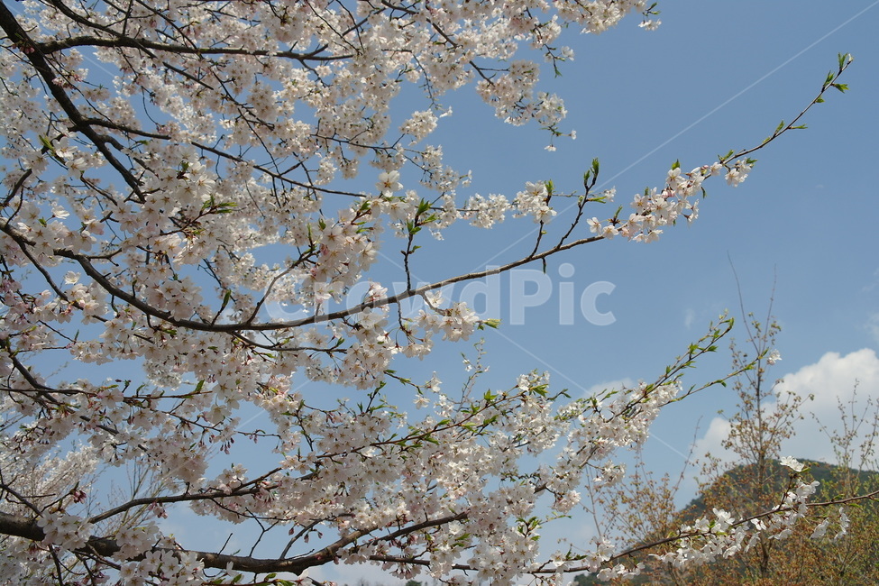 봄,자연,꽃,벚꽃,cherryblossoms