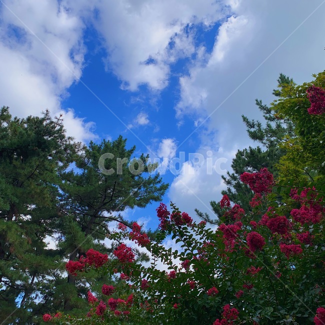 경주,대릉원,여름,하늘,꽃,식물,식물,자연,plants,nature