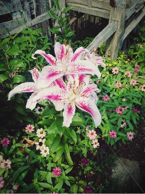 허브,식물,꽃,꽃밭,flower