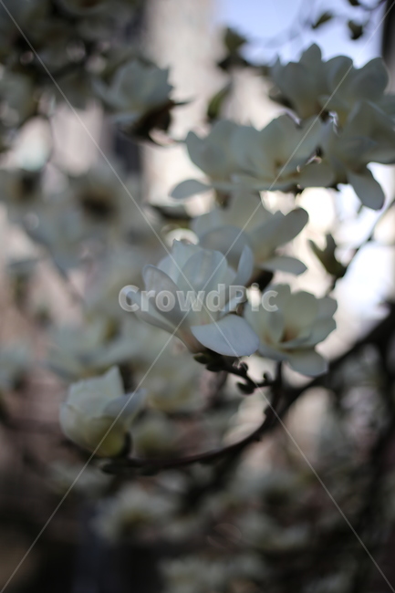 꽃,꽃잎,봄,식물,blossom,plant,petal,flower