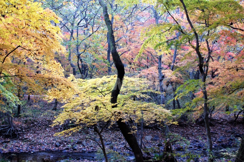 가을,단풍,나무,자연,식물,풍경,자연풍경,감성,autumn,nature,season,계절,emotion,trees,낙엽,가을,계절,fall,autumn,season,tree,plant,tree trunk,나무 줄기