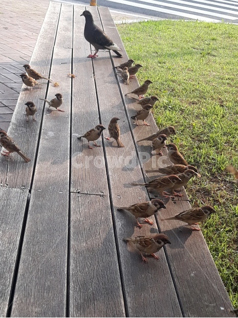 참새,비둘기,새,조류,부화,조류,새,birds
