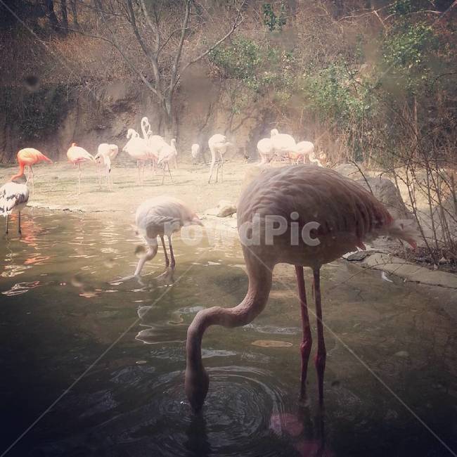 홍학,새,동물,자연,bird,동물,animal,조류,새,birds,휴식,힐링,rest,relaxation,healing