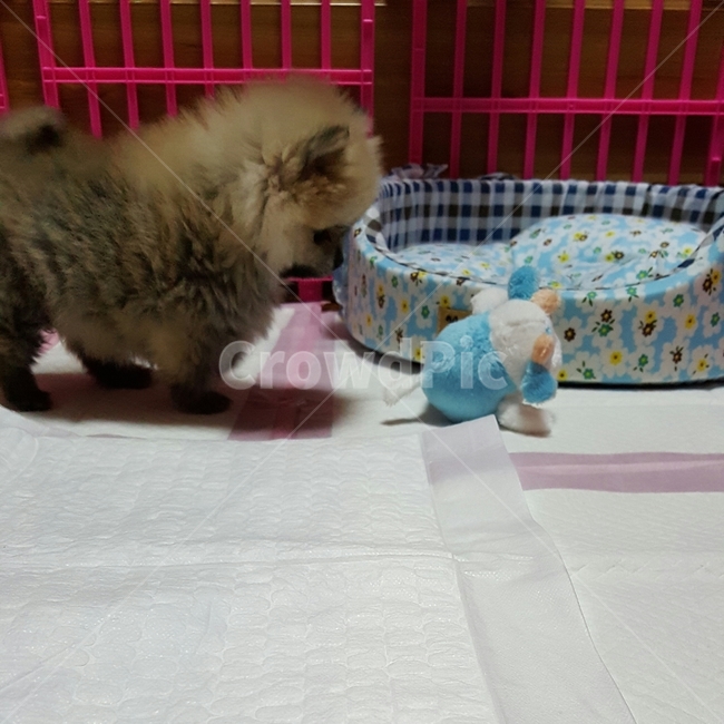 강아지,포메,포메라니안,새끼강아지,개,아기개