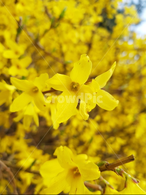 개나리,꽃,봄,노란색,봄꽃,봄,계절,spring,season,식물,자연,plants,nature,꽃,flower,plant,blossom