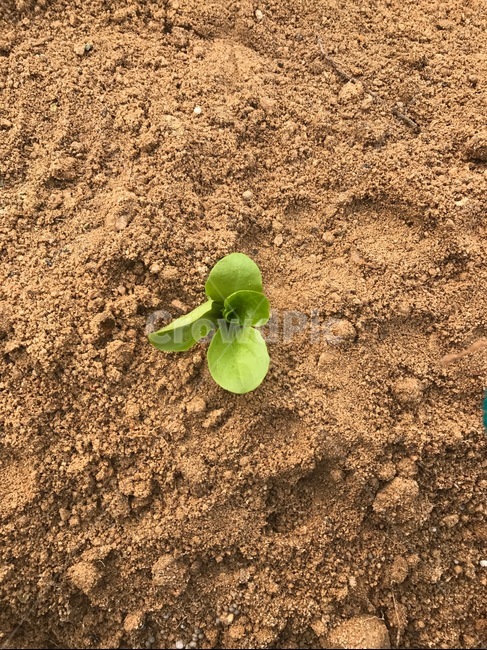 새싹,농사,수확,봄,상추