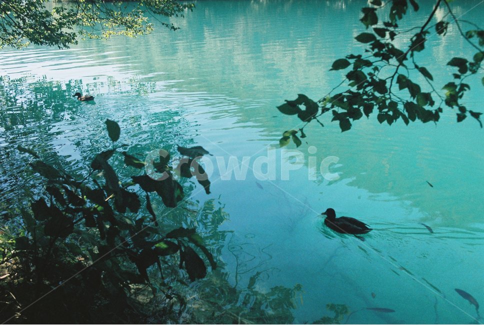 bird,새,waterfowl,물새,animal,동물,물,자연,오리