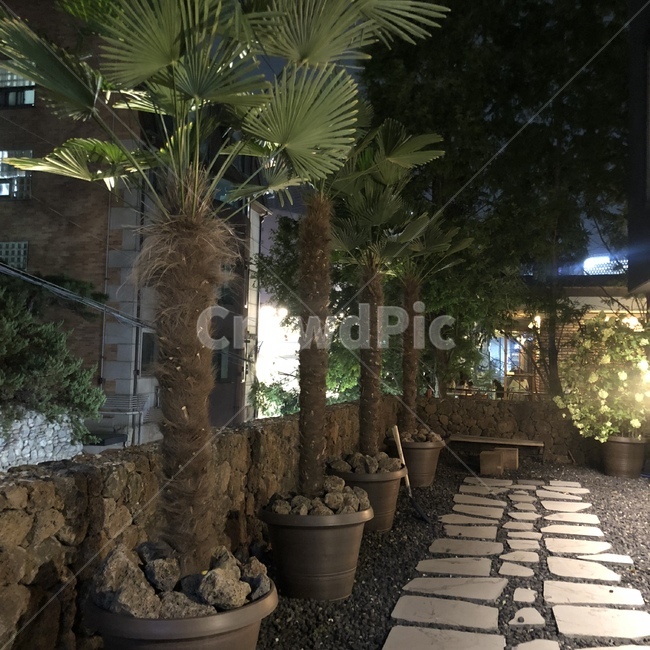 flagstone,나무,돌,제주도,wood,식물,자연,plants,nature,나무,trees,wood