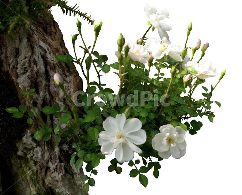 plant,식물,꽃,flower,찔레꽃