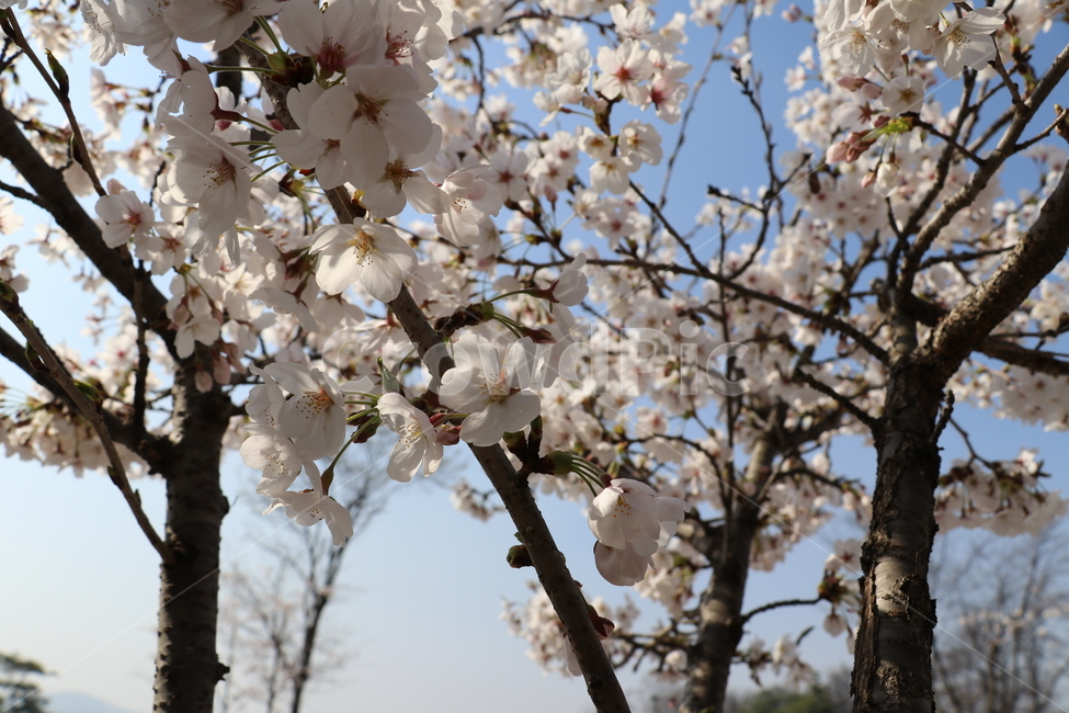 봄,벚꽃,꽃,식물,자연,봄,계절,spring,season,식물,자연,plants,nature,꽃,flower,plant,blossom