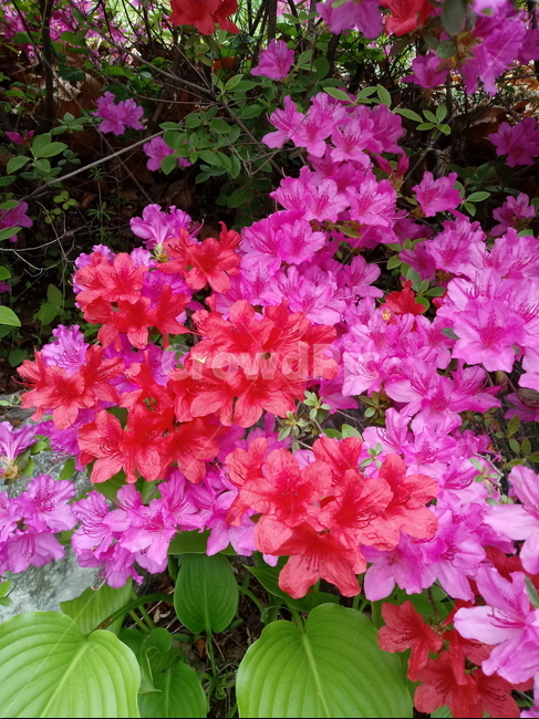 철쭉,smilerosebay,진달래과,식물,봄꽃,개꽃나무,springseasonflower,척촉화,낙엽관목,관상용