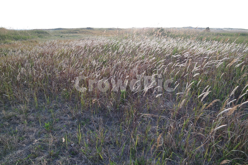 가을,갈대,갈대밭,autumn,reed,바람