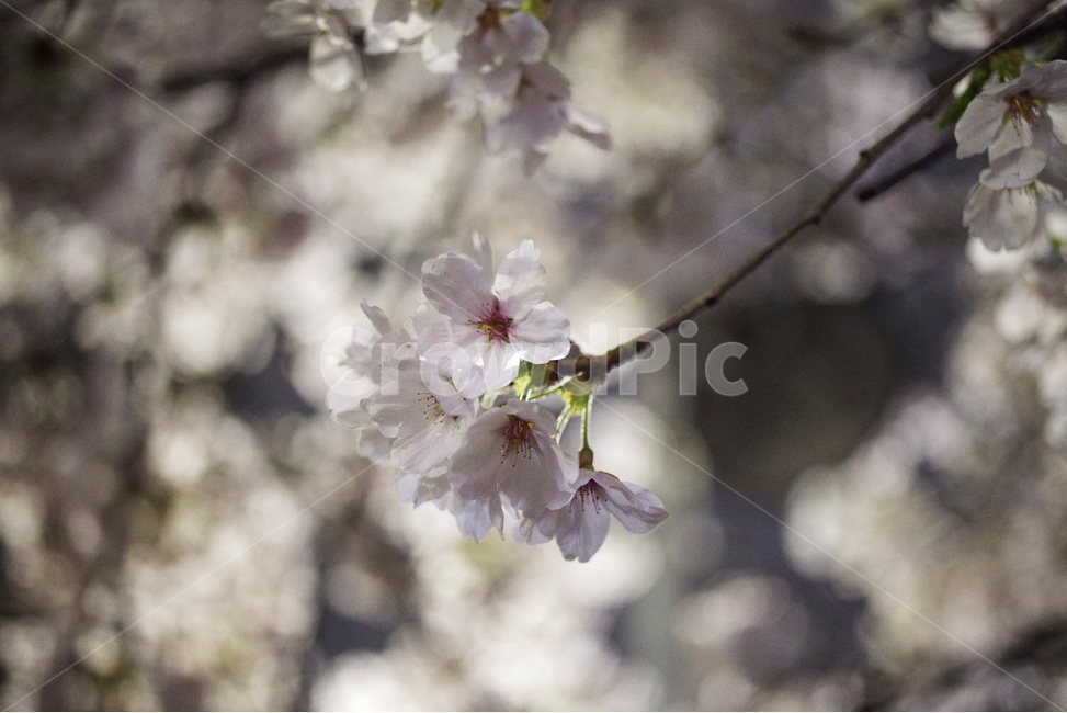 봄,벚꽃,야경,봄꽃,자연,밤,가로등,배경화면,바탕화면,계절,꽃잎,nature,beauty,beautiful,cherryblossom,spring,season,springflower,petal,sakura,night,bulb,light,background,flower,봄,계절,spring,season,식물,자연,plants,nature,꽃,flower,plant,blossom