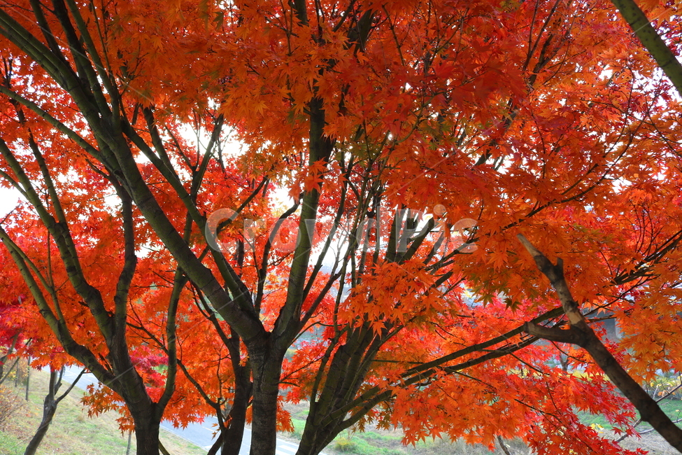 나무,단풍,단풍나무,식물,가을,자연,가을,계절,fall,autumn,season,식물,자연,plants,nature,나무,trees,wood,plant,leaf,잎,tree,maple