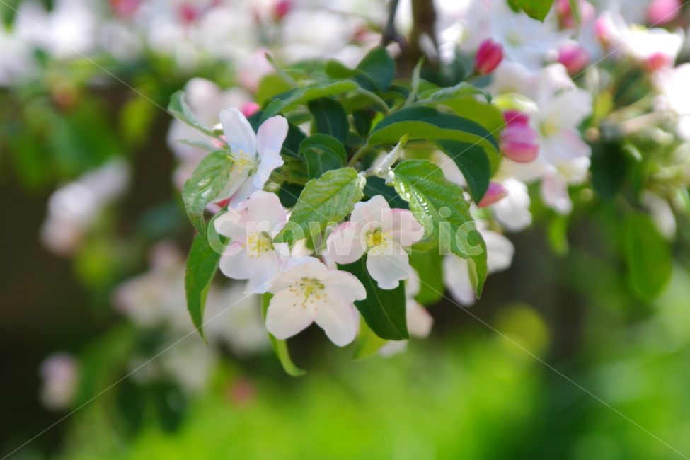 봄,봄경치,plant,식물,blossom,flower,꽃,봄꽃