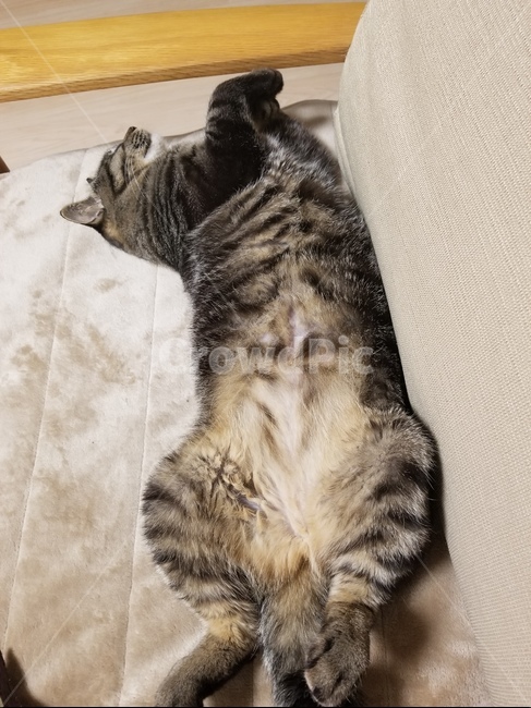 야옹이,자는고양이,잠자는고양이,펫,고양이자는모습,냥이,잠자는냥이,동물,pet,애완동물,cat,고양이