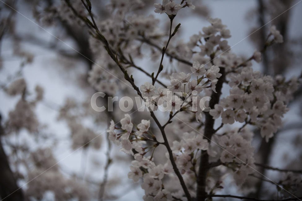 벚꽃,벚꽃나무,봄,꽃,식물,나무,봄,계절,spring,season,식물,자연,plants,nature,꽃,flower,plant,blossom