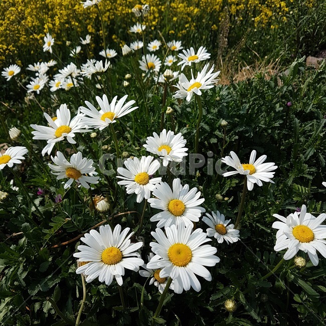 계란꽃,개망초,꽃,자연,flower,plant,식물,nature
