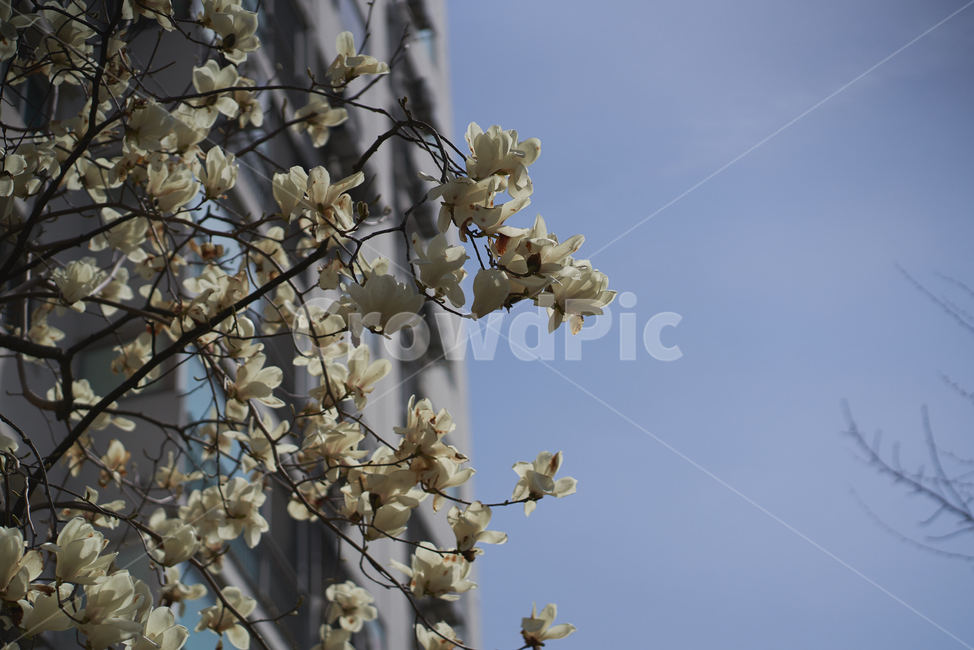봄,목련,꽃,주택가,목련꽃,따뜻함,아련,megnolia,flower,blossom,봄,계절,spring,season,plant,식물