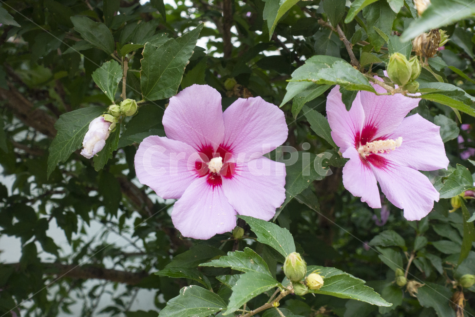 무궁화,플라워,꽃,flower,한국,natuer,식물,자연,plant,꽃잎,bee,클로즈업,벌,식물,자연,plants,nature,꽃,flower