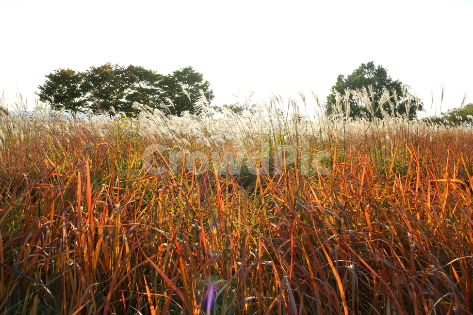 억새,자연,풍경,가을,축제,억새축제,들풀,하늘공원,공원,하늘,가을,계절,fall,autumn,season