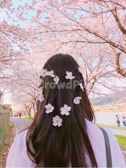 벚꽃,여성,꽃,산책,여성뒷모습,봄,계절,spring,season,사람,인물,인간,human,person,여성,여자,woman,female,lady,plant,식물,cherry blossom,flower,blossom
