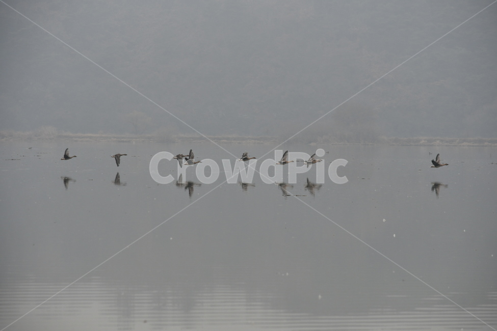 안개,수채화,오리,가창오리,자연,흑백,fog,몽환,nature,감성,감성사진