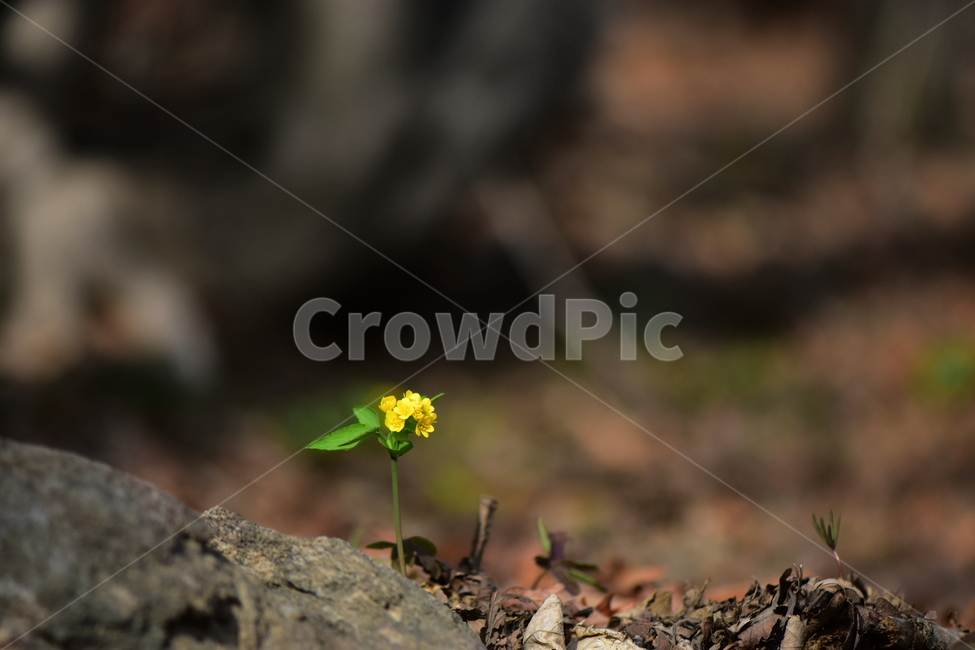 한계령풀,야생화,봄,꽃,풀꽃,자연,식물,식생,plants,nature,spring,season,flower