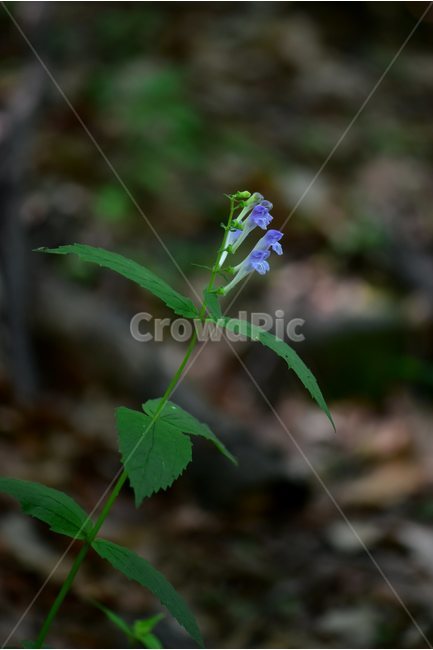 광릉골무꽃,꿀풀과,골무꽃속,야생화,봄,꽃,plant,wild,flower,자연,생태,식생,풀꽃,식물,자연,plants,nature,꽃,flower