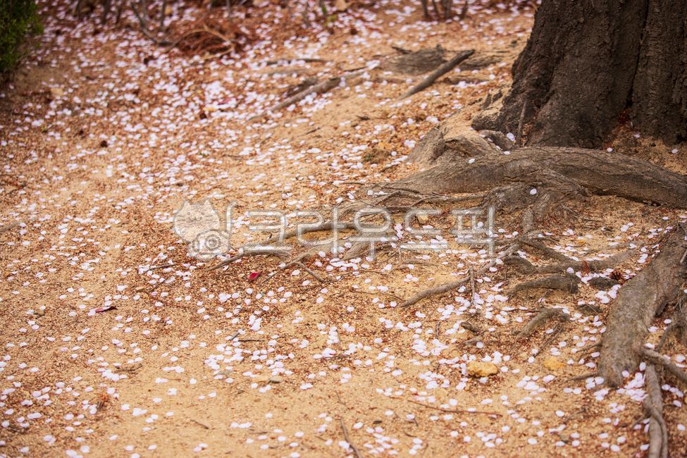 soil,토양,나무뿌리,꽃잎,벚꽃잎,자연,땅