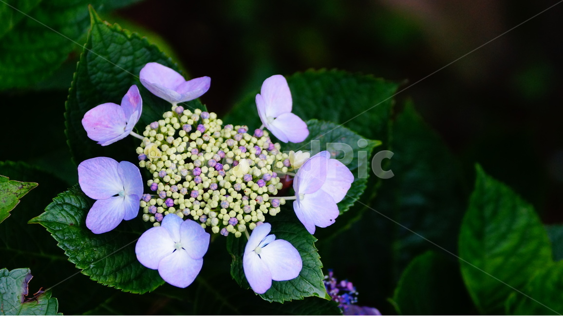수국,산수국,꽃,꽃사진,태종대,식물,식물,자연,plants,nature,꽃,flower